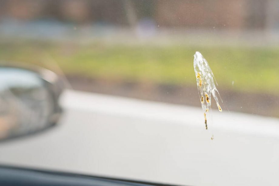 How to Remove Bird Poop From Concrete? 10 Ideas Housekeepingbay