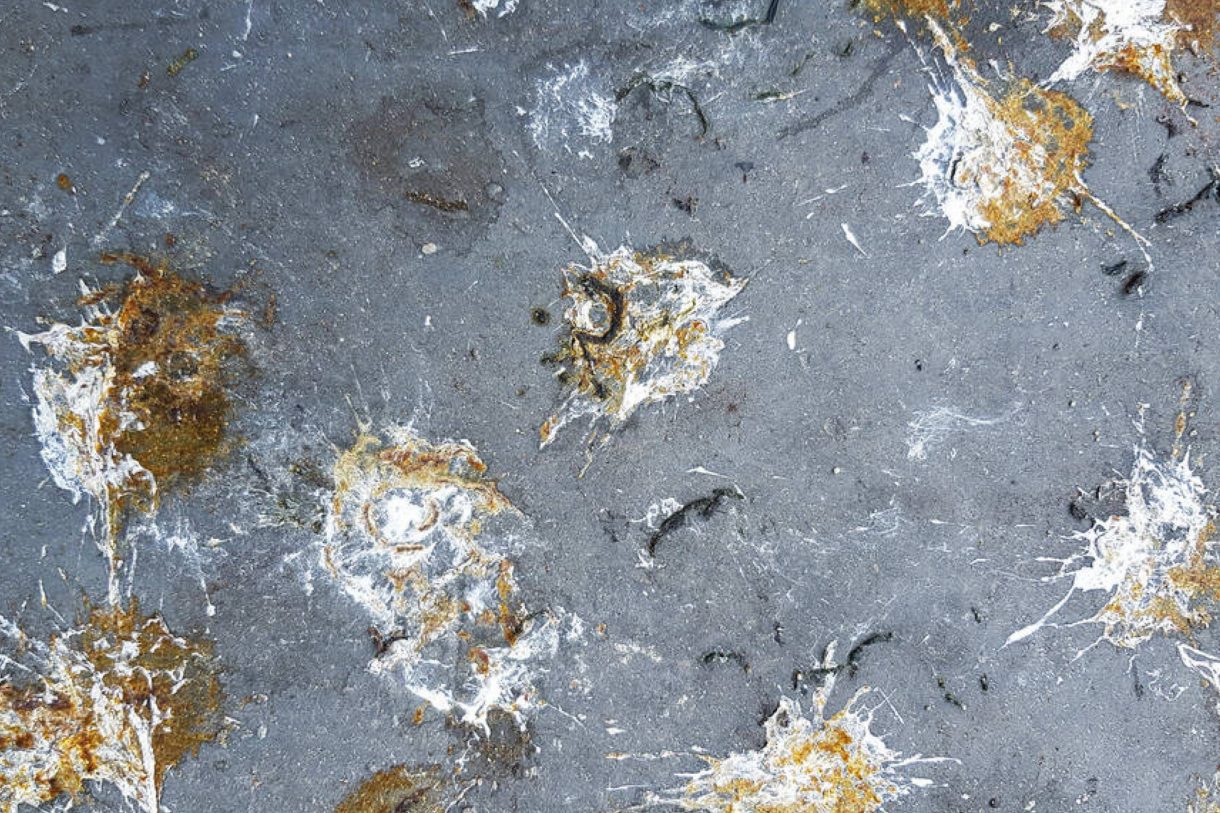 How to Remove Bird Poop From Concrete? 10 Ideas Housekeeping Bay