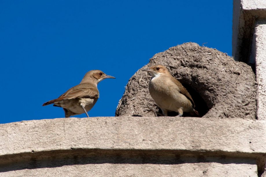 How to Remove Bird Poop From Concrete? 10 Ideas Housekeepingbay