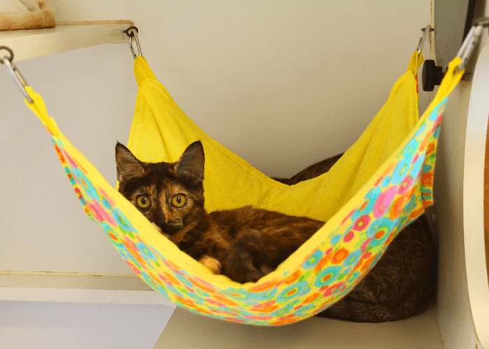 20 Cool Cat Hammock Design Ideas