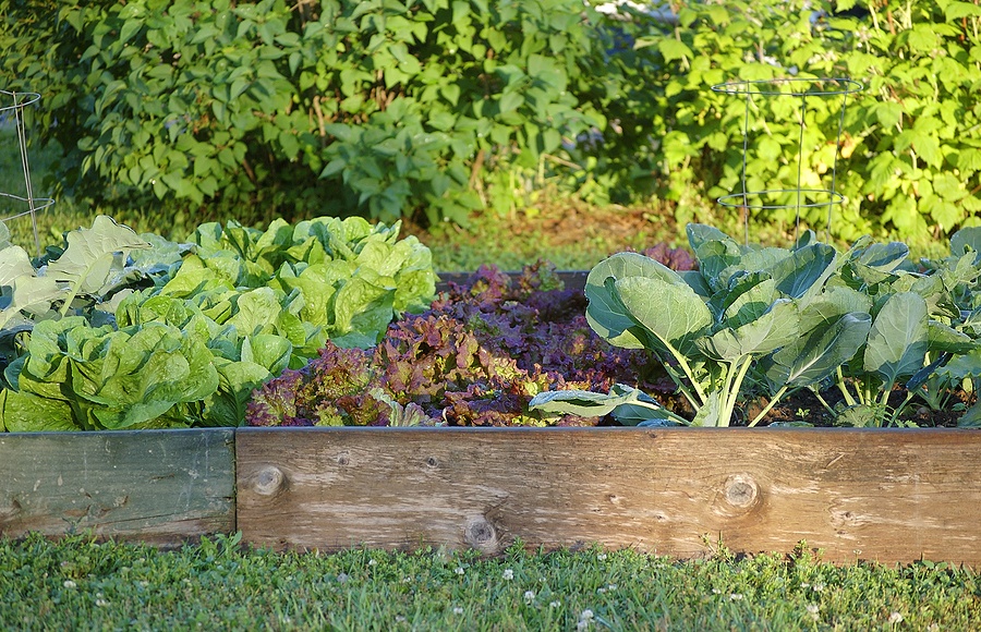 The How to Guide for Creating a Flourishing Vegetable Garden