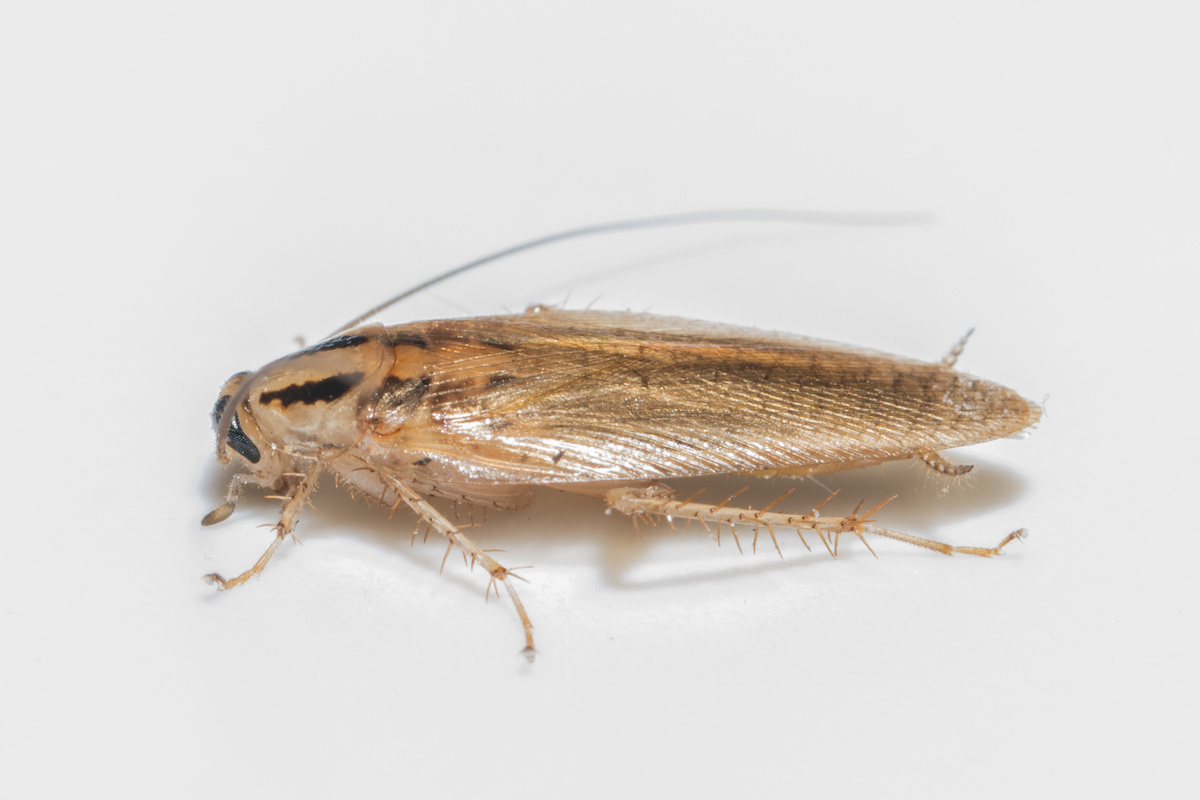 Insect Spotlight German Cockroach Houseman Services