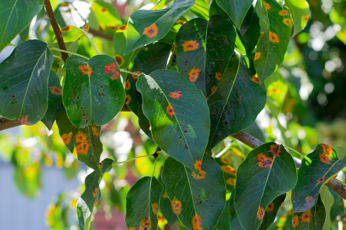 Top 8 Common Diseases in Trees and Shrubs Houseman Services