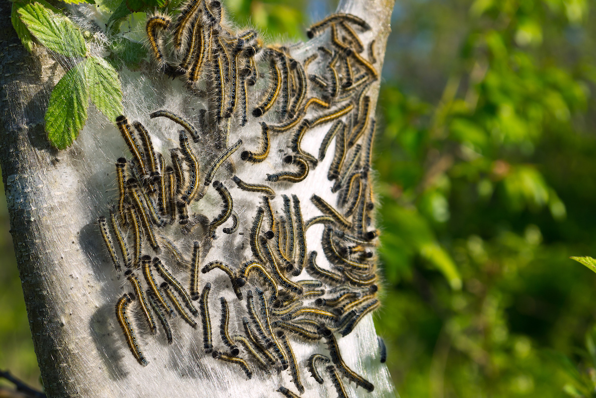 Three Types of Insects that Destroy Trees Houseman Services