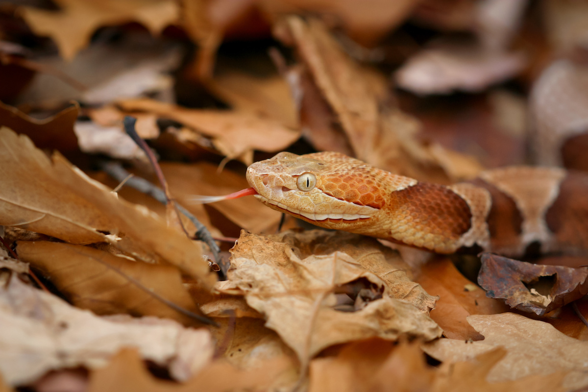 6 Venomous Snakes in Houseman Services