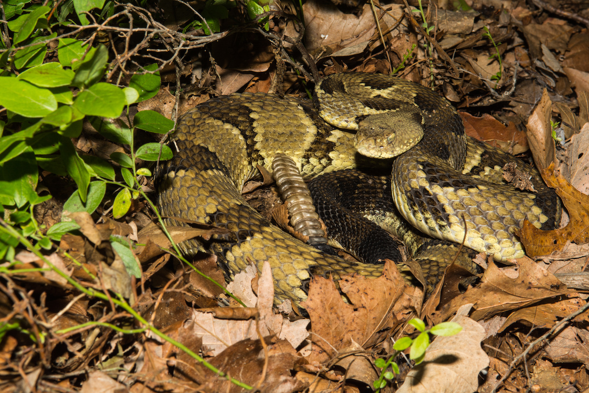 One of North America's Most Dangerous Snakes — Canebrake or Timber Rattlesnake Houseman Services