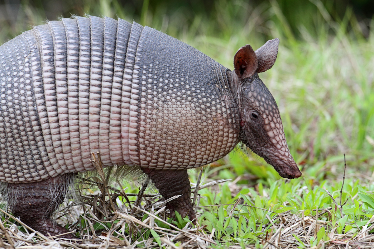 What You Don’t Know About Armadillos? Houseman Services