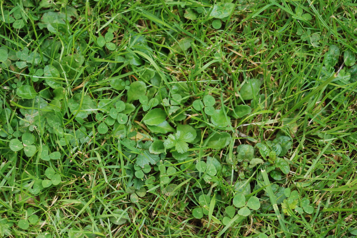 Identifying Weeds In Lawn Deals Sale, Save 70 jlcatj.gob.mx
