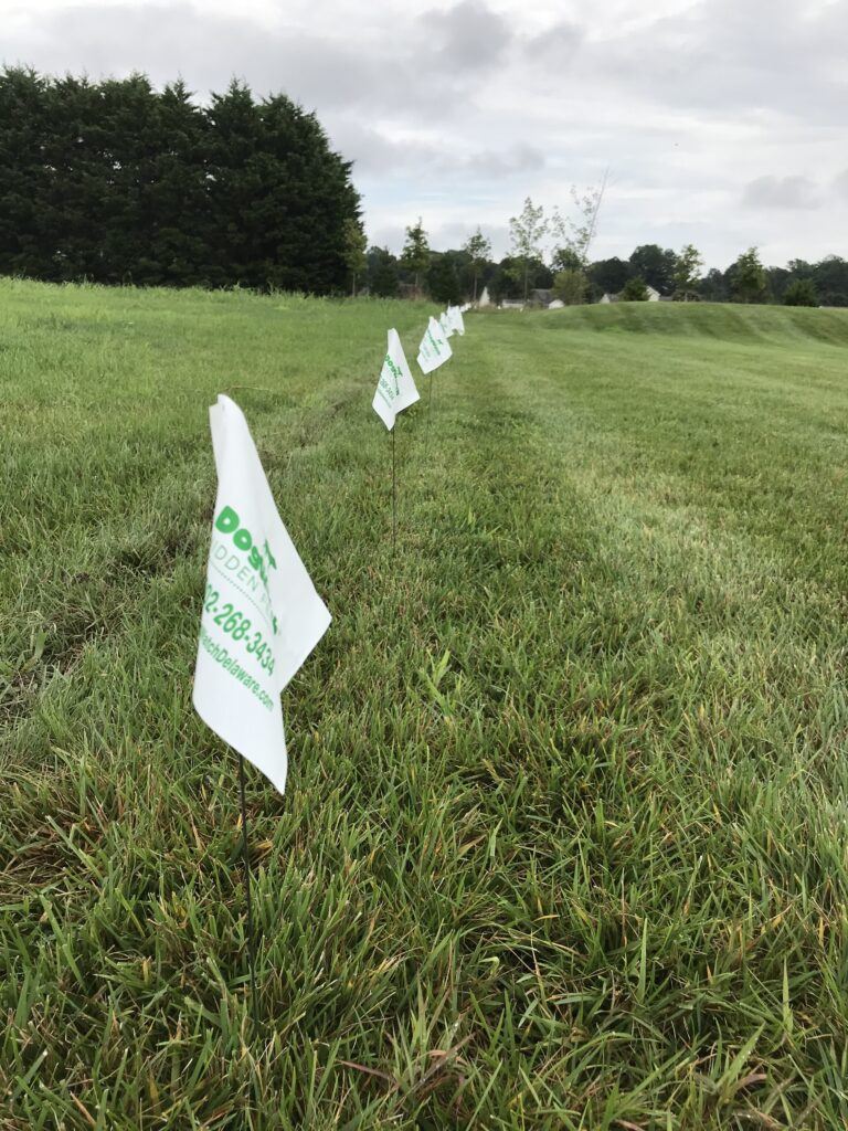 Pros and Cons of Invisible Electric Dog Fences (With My Own Experience)