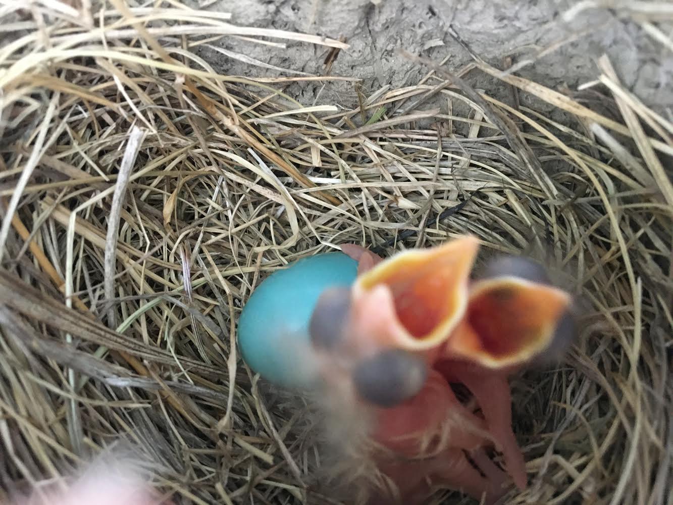 Do Robins Reuse Nests? (No, But May Repurpose Existing Nests)