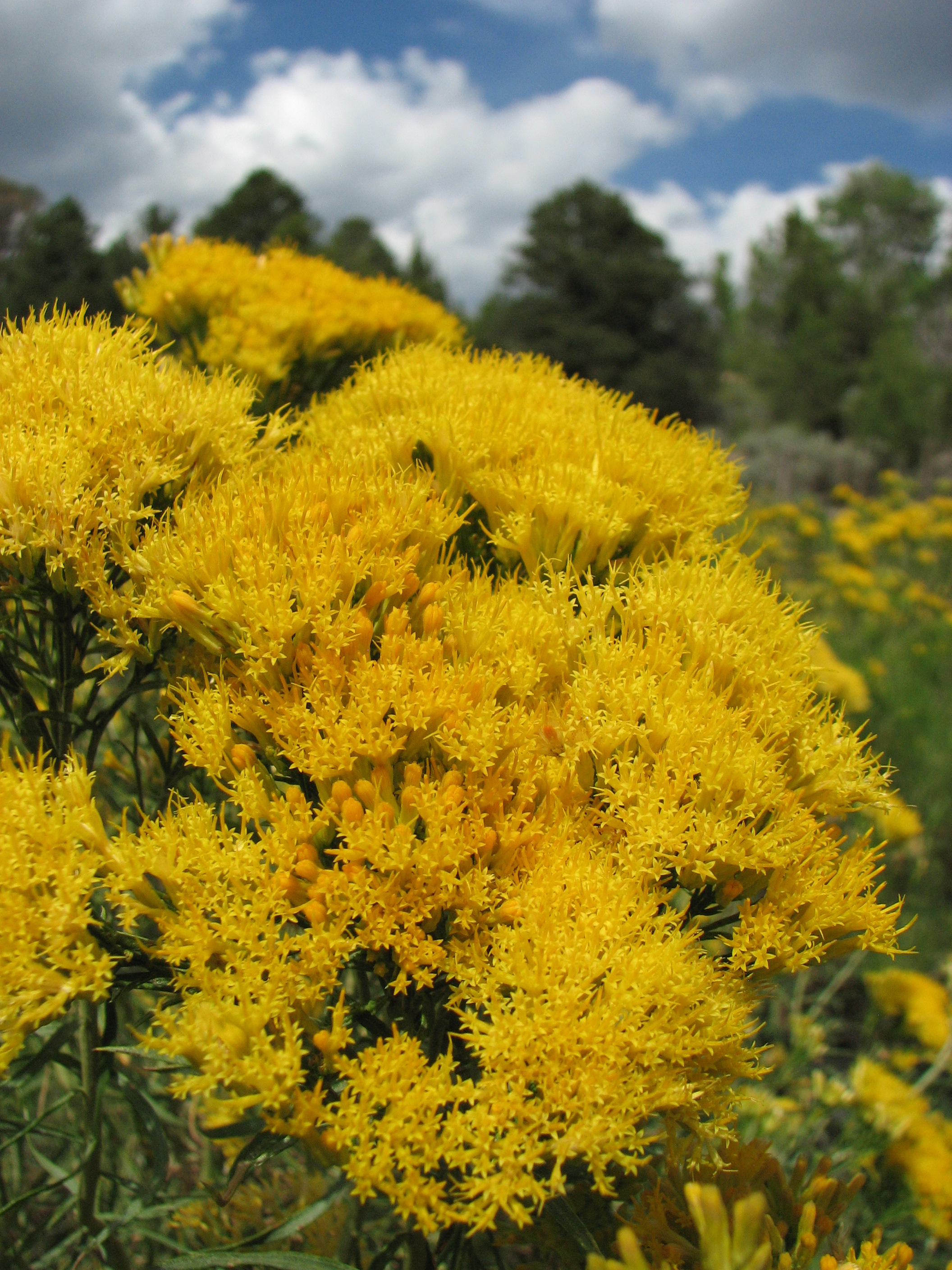Rabbit Brush Plant Profile House of Aromatics
