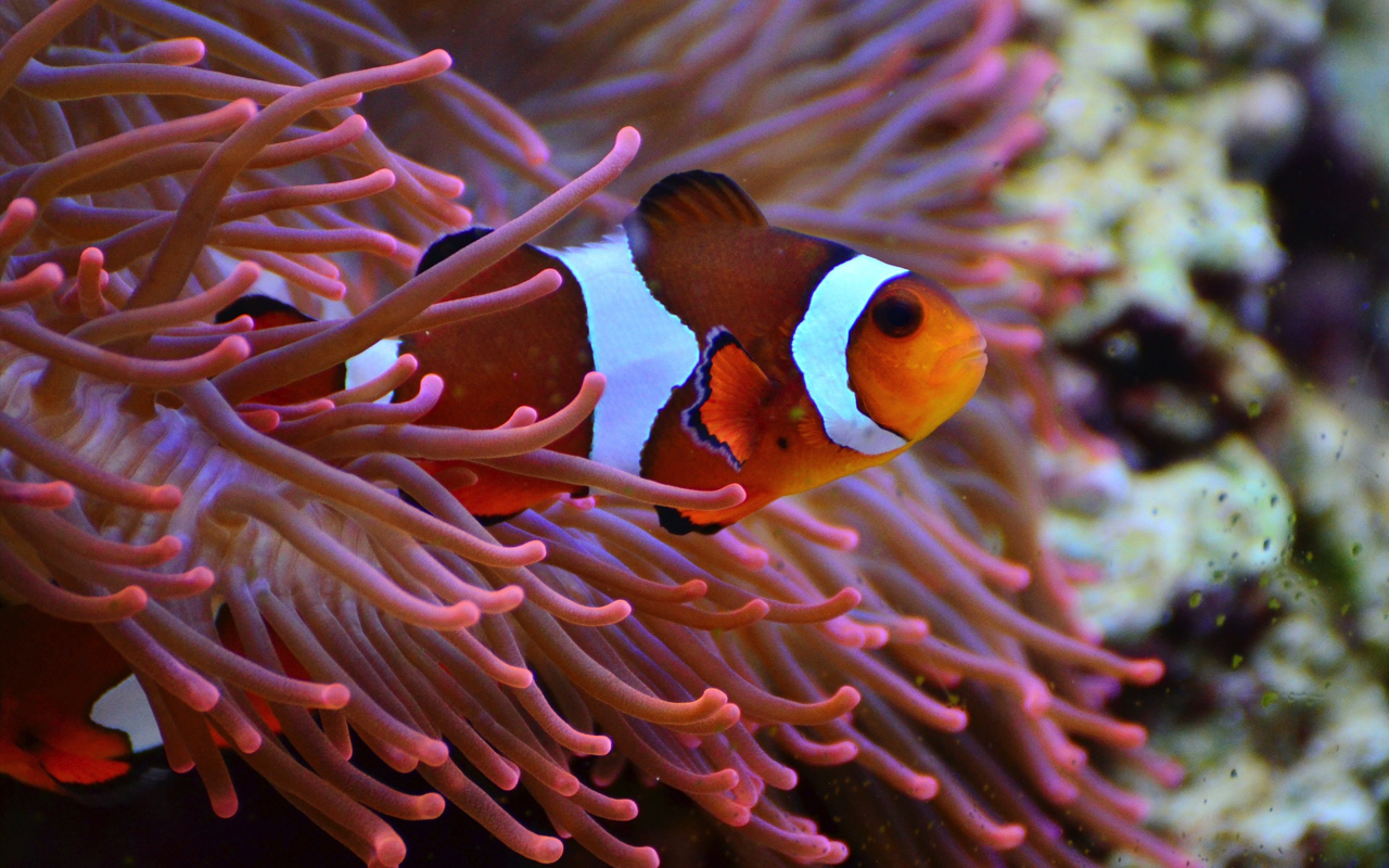 House of Tropicals 1 in Maryland for fresh water & salt water fish