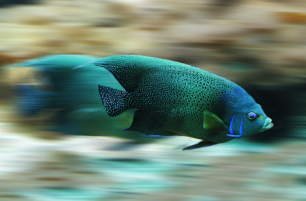 House of Tropicals 1 in Maryland for fresh water & salt water fish