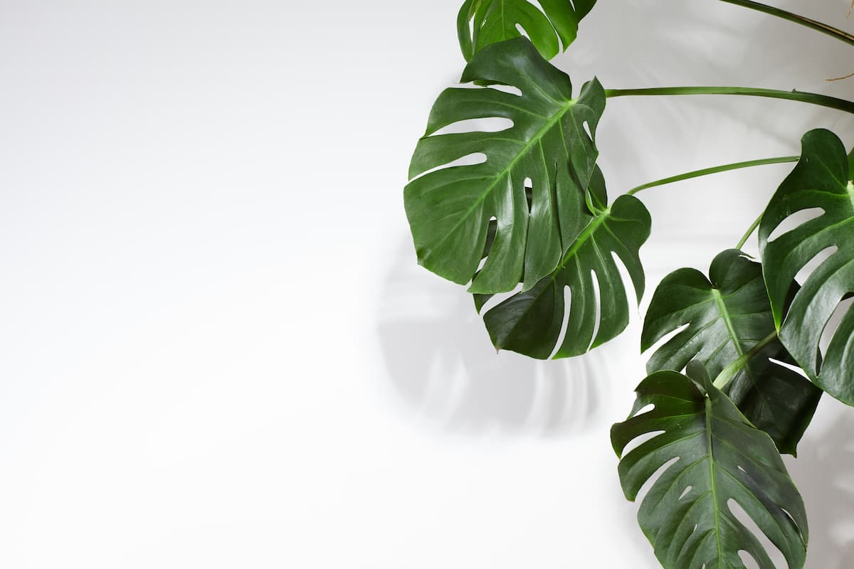 monstera leaves