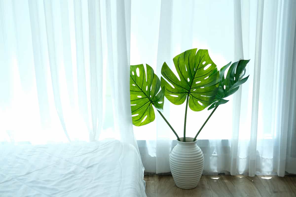 plant with holes in leaves as an example of how you can tell if a plant is a Monstera