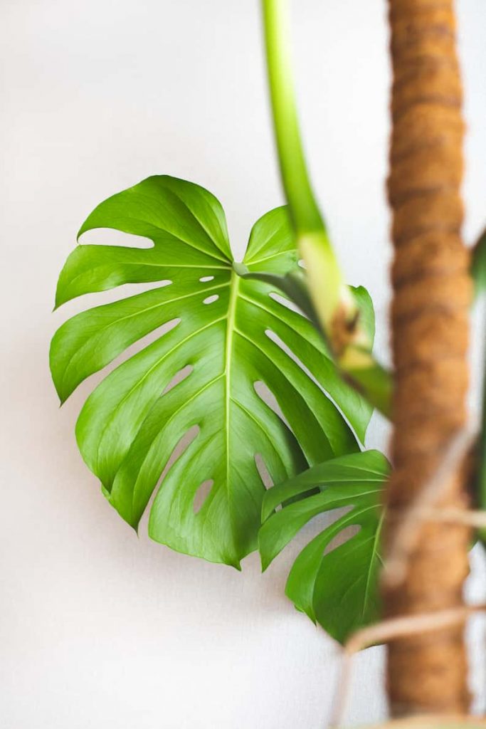 monstera leaf