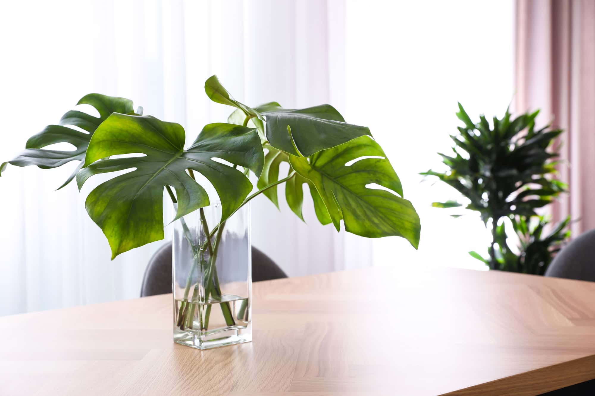 leaves in a glass vase on a coffee table as an example of someone propagating monstera without a node