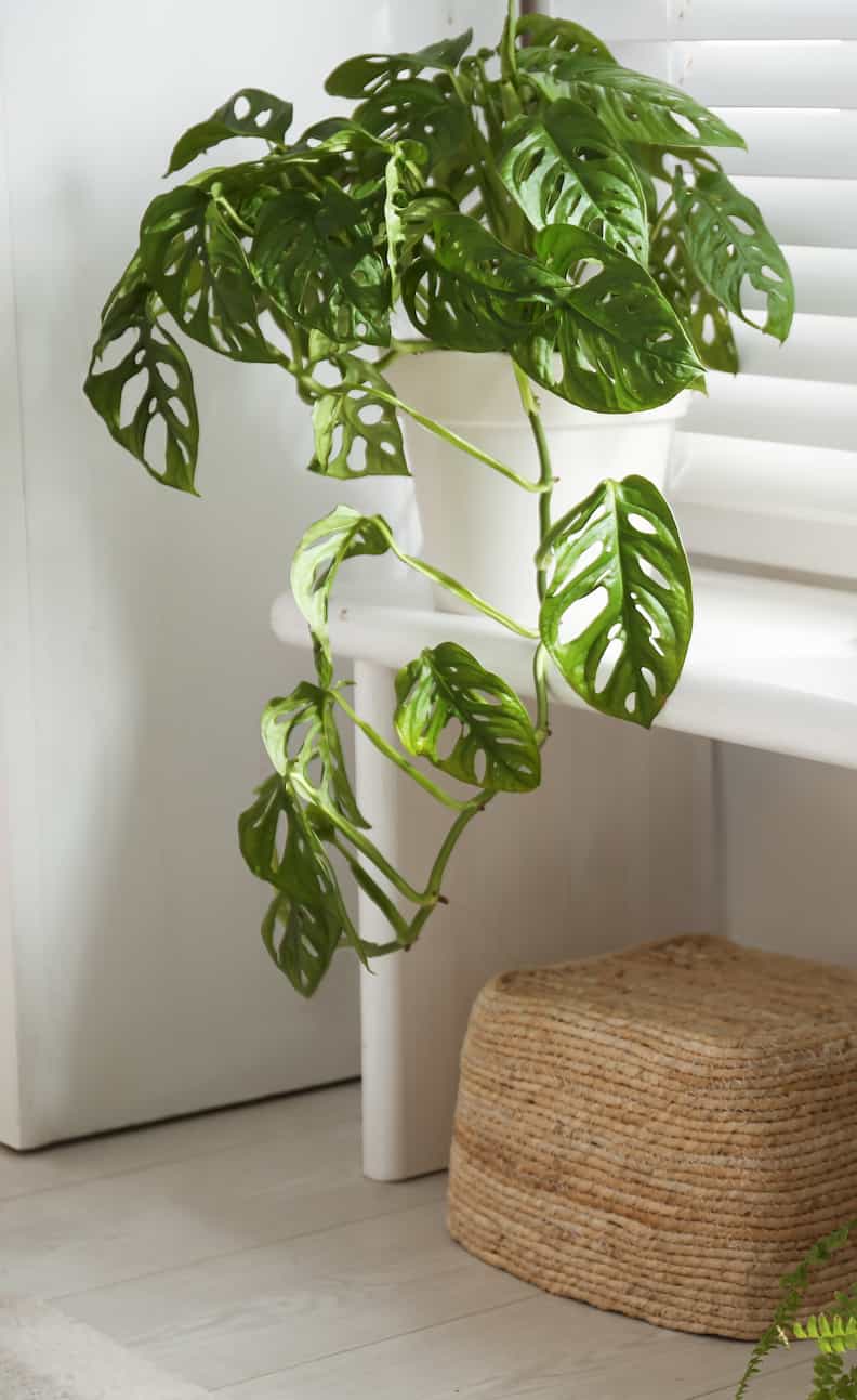 How to Stake a Monstera 6 Simple Steps Houseplant Authority