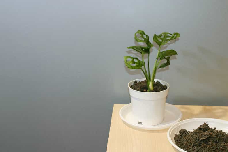 a small monstera plant as an example of when repotting a monstera is a good idea