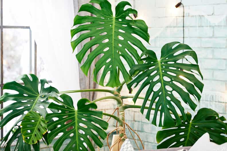 large monstera plant