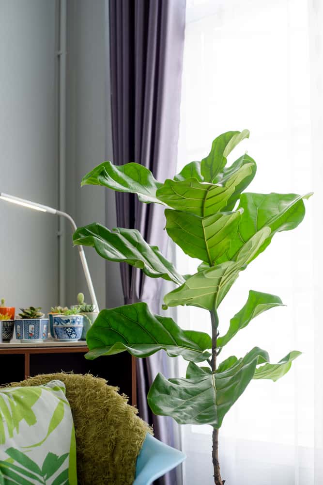 fiddle leaf fig next to a window