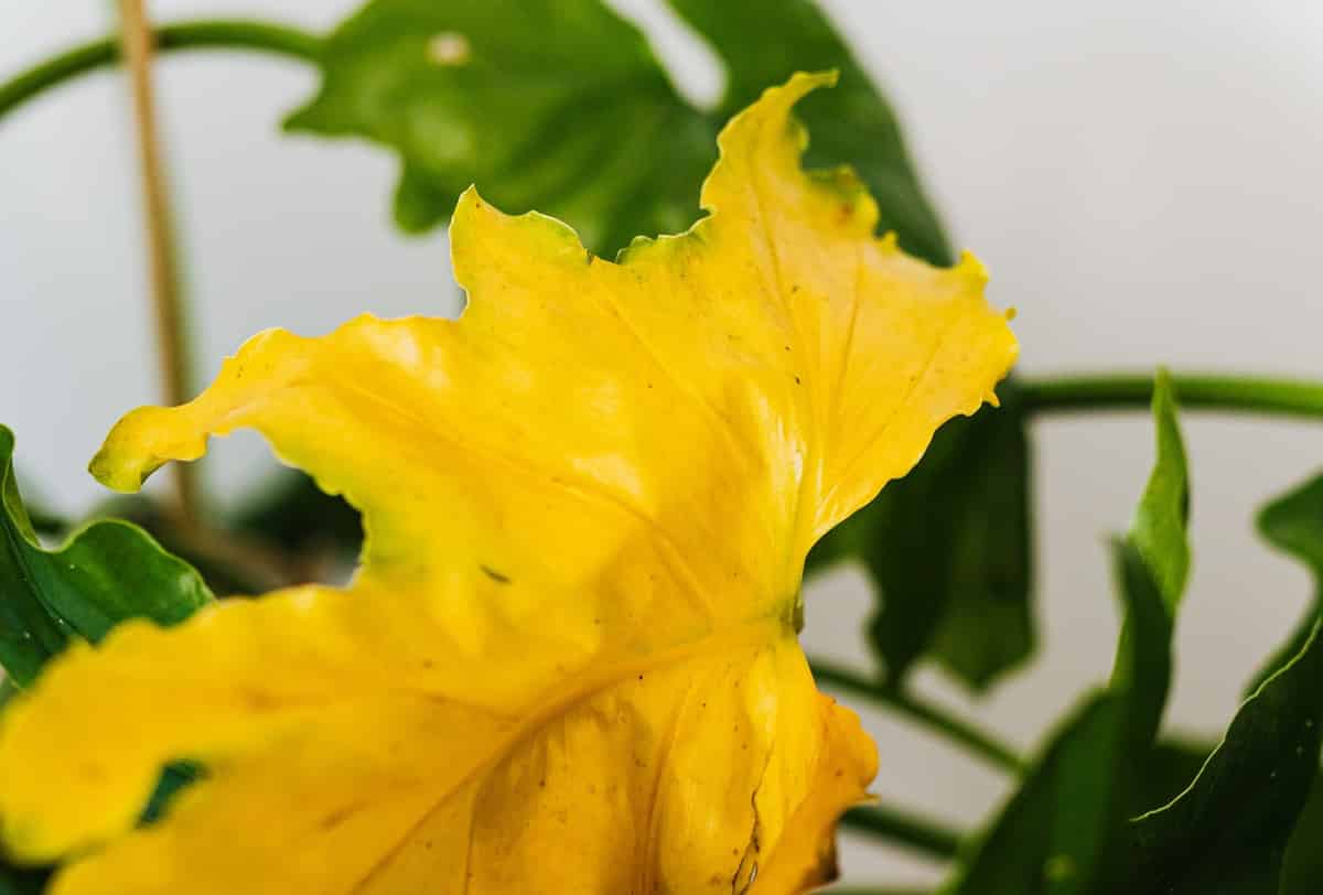 How to Care for Monstera The Ultimate Guide (2023)