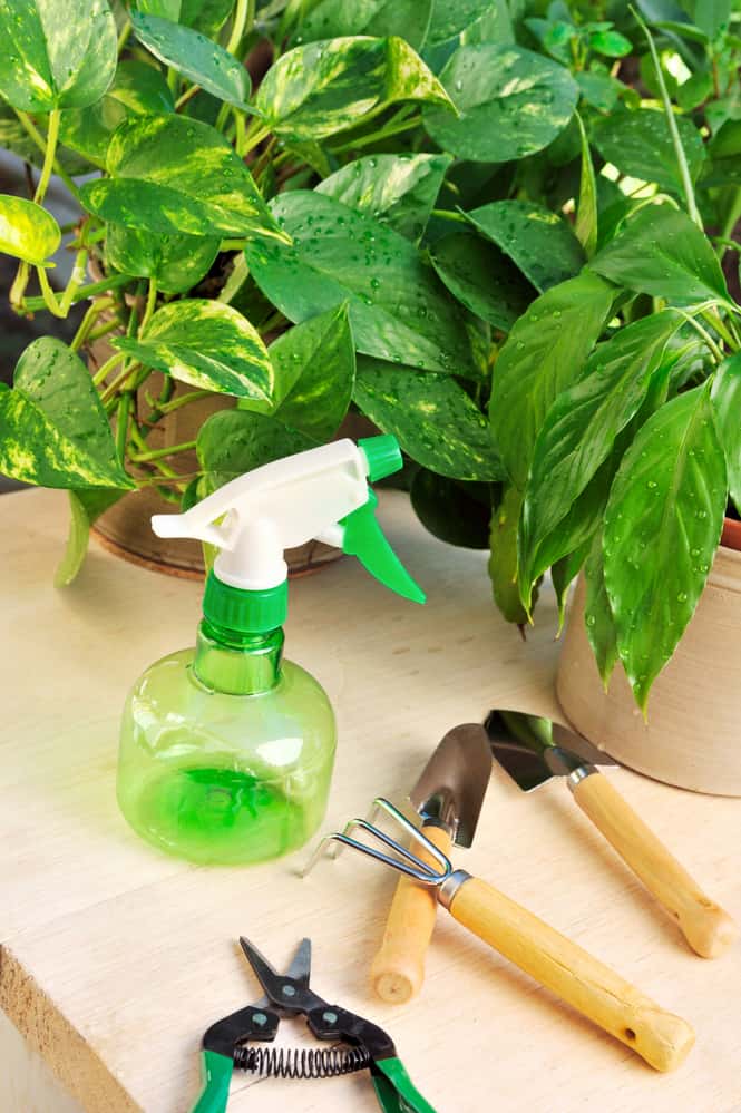 15 Signs of an Overwatered Pothos (and How to Fix It)