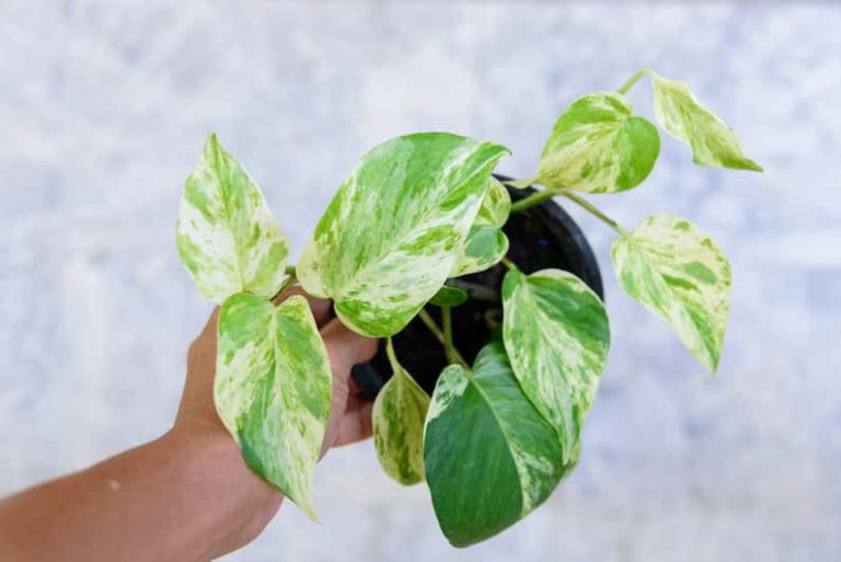 rare variegated pothos cutting in a pot