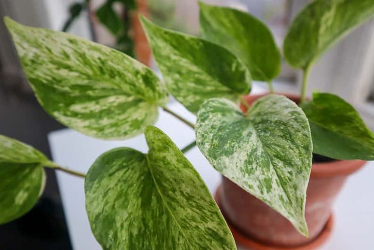 variegated marble queen pothos
