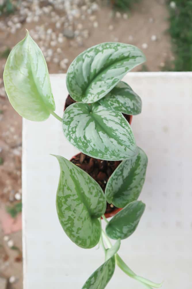 variegated silver pothos