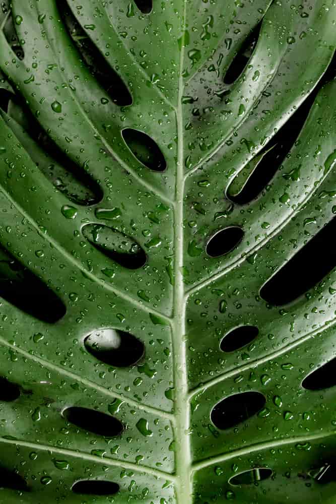 Monstera living outside in the rain