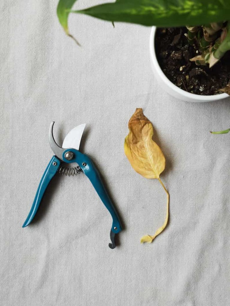 pruning shears next to brown leaf