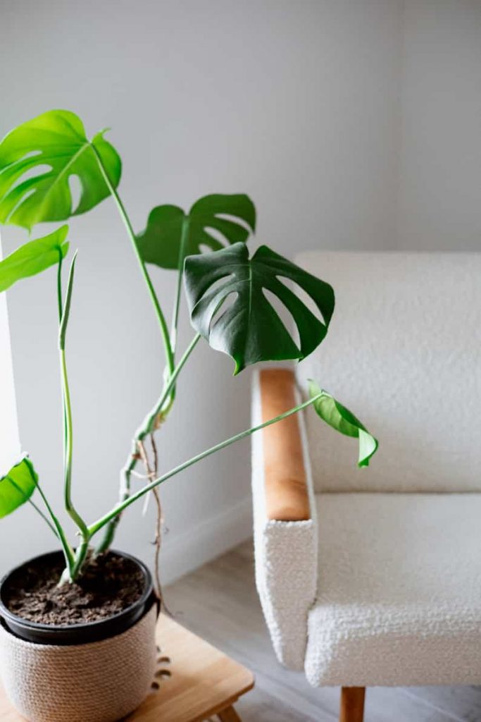monstera on a side table
