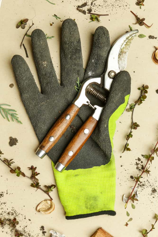 pruning shears