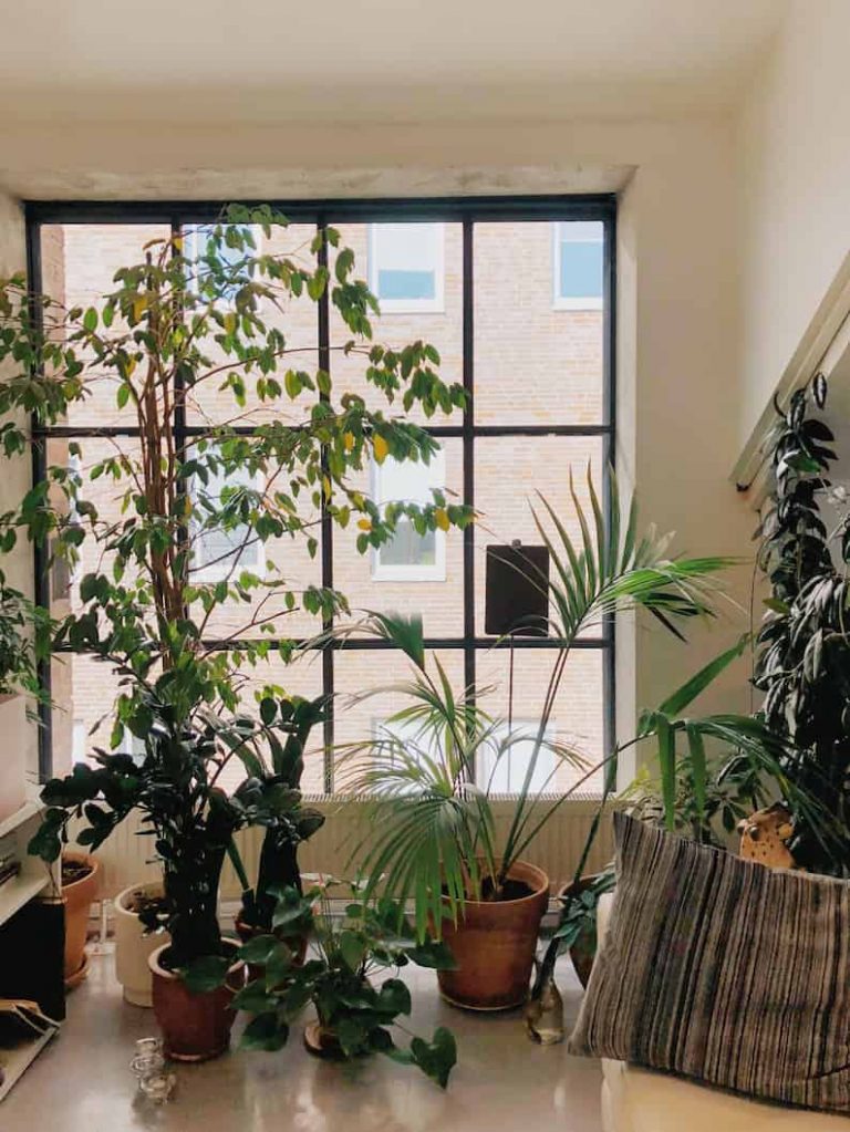 plants near a window