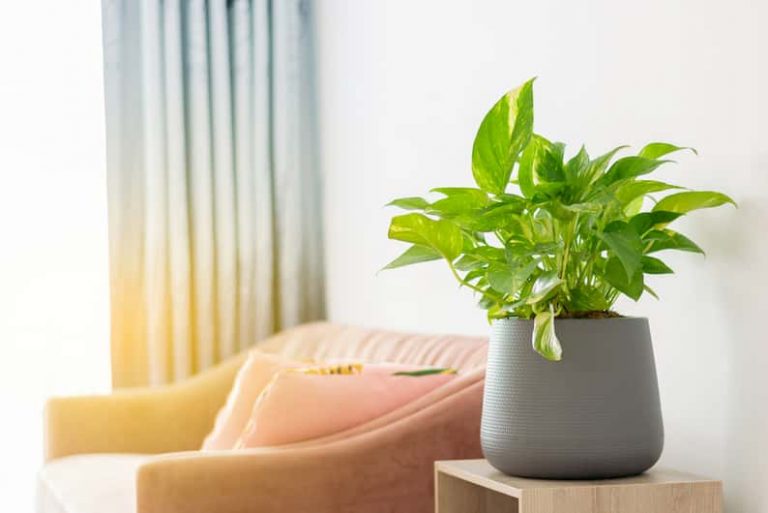plant in direct light leading to pothos leaves curling upwards