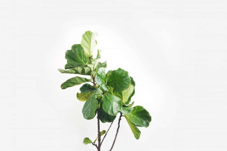 5 Simple Steps to Fix a Leggy Fiddle Leaf Fig (2023)