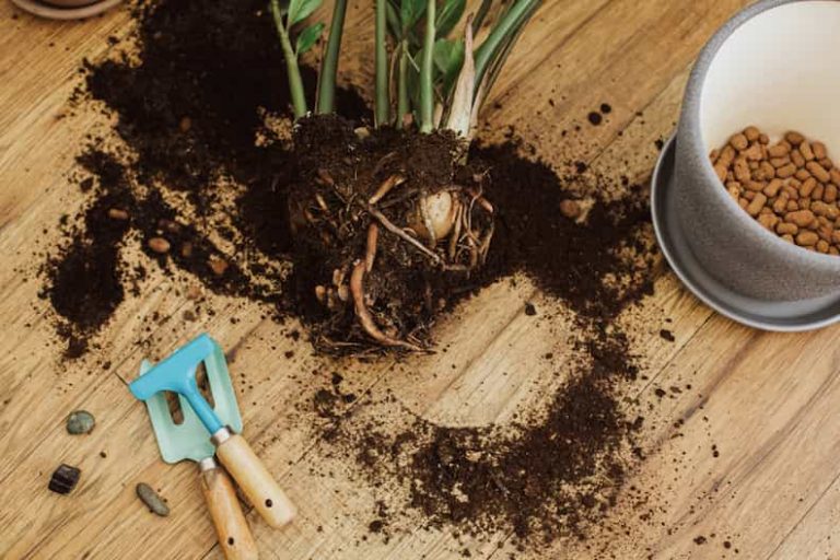 someone repotting a plant