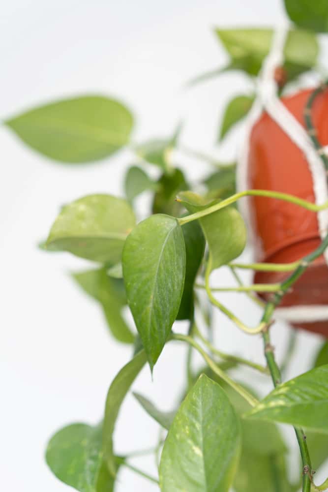 pothos plant with sparse leaves as one of the main root bound pothos symptoms