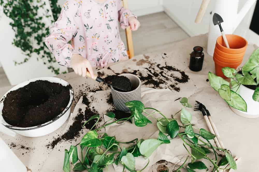 girl repotting a root bound pothos