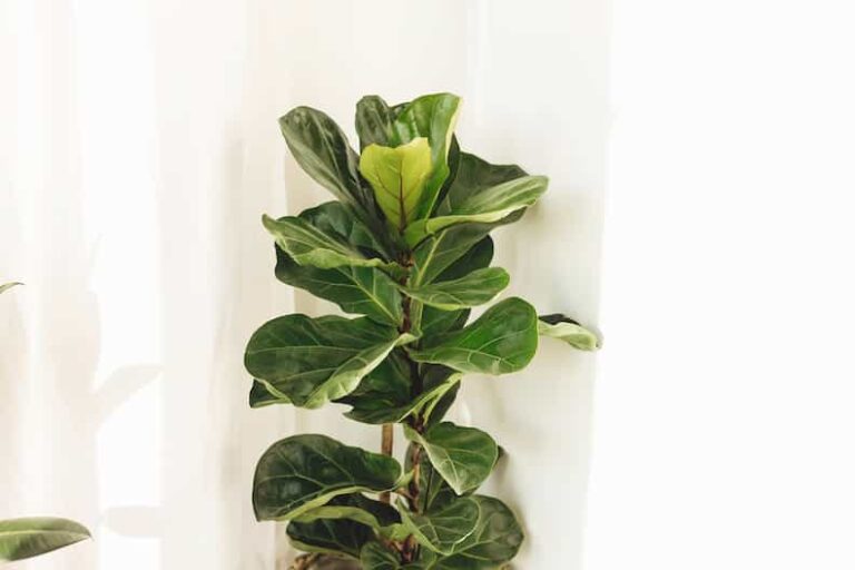 13 Causes of Fiddle Leaf Fig Leaves Curling (+ How to Fix It)