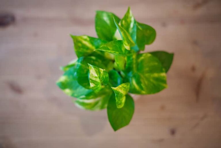 12 Reasons Why Your Pothos Is Not Growing (and How to Fix It)