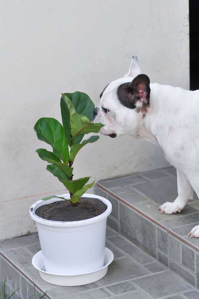Are Ficus Leaves Bad For Dogs