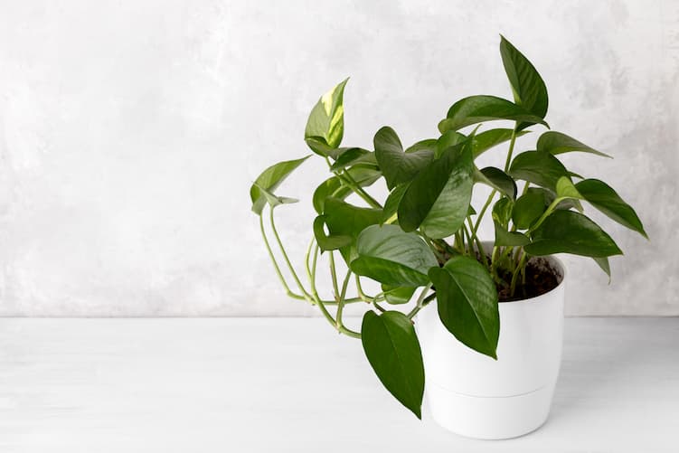 pothos plant in white pot