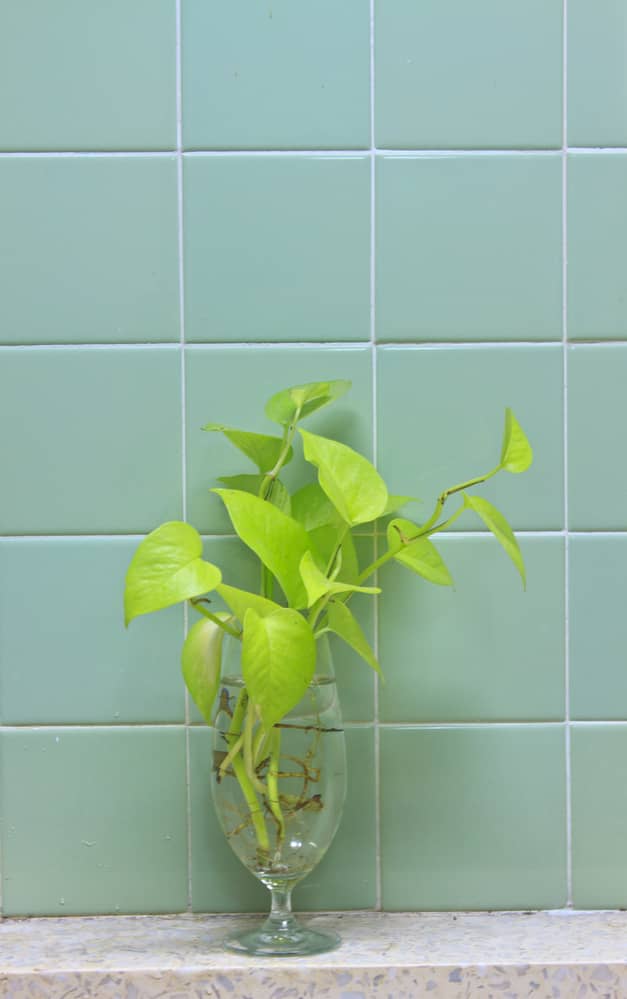pothos cutting in water after being pruned