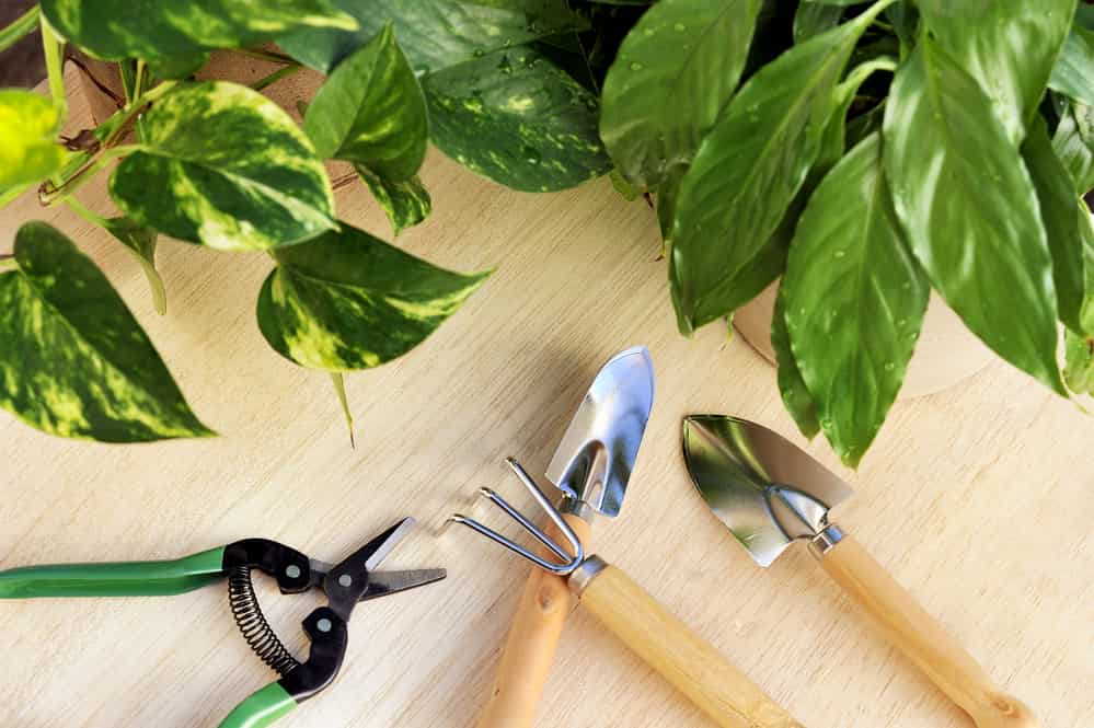 tools to prune pothos plants