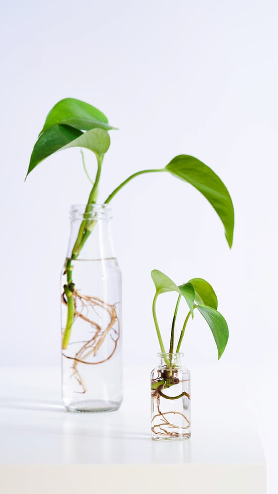 pothos cuttings growing in water
