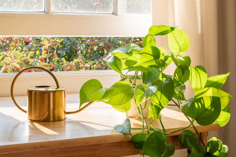 watering a plant properly so the person doesn’t have a black pothos