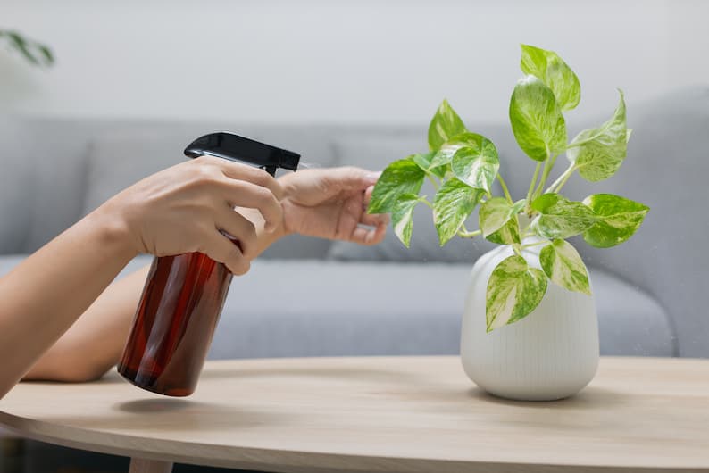 someone spraying a plant so their pothos leaves don’t turn black