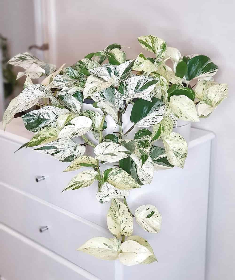6 Reasons Why You Suddenly Have a White Pothos (2024)